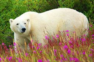Exploring Hudson Bay: A Visitor's Guide