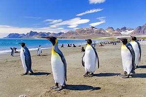 11 Top-Rated Tourist Attractions in the Falkland Islands