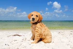 13 Dog-Friendly Beaches in Florida