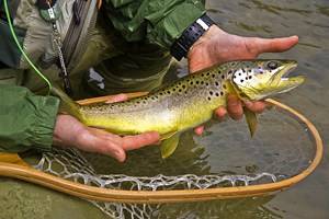 9 Top-Rated Fly Fishing Regions in Pennsylvania