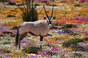 14 Top-Rated Tourist Attractions in the Northern Cape