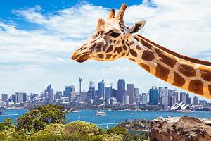 Sydney with Kids: 12 Top Things to Do