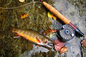 Top Rivers and Lakes for Trout Fishing in West Virginia