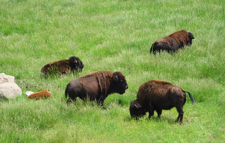 Bison at Wildlife Prairie Park