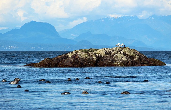 Harbor seals near Nanaimo