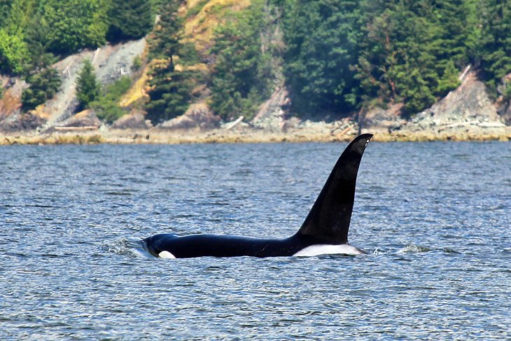 Orca on a Whale Watching Tour from Nanaimo