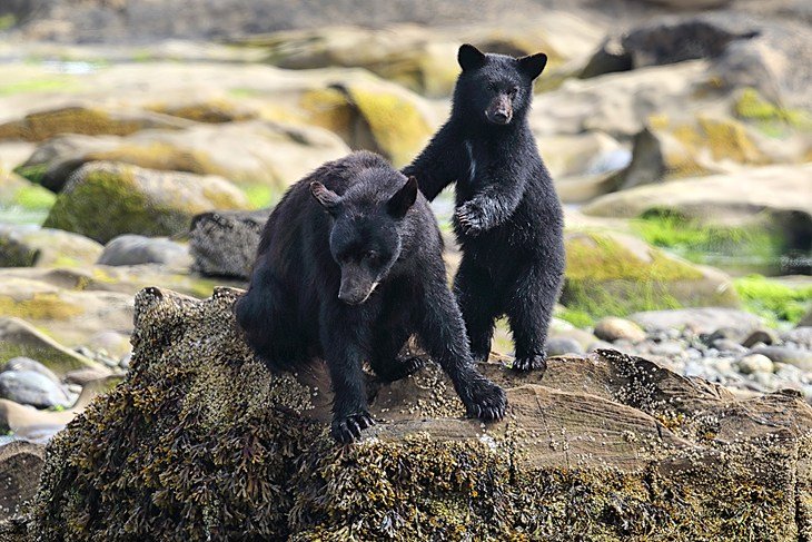 Bears on the shore at Tofino