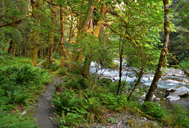 The East Fork of the Quinault River Trail