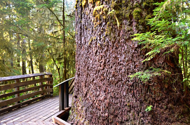 Interpretive Information of the Quinault Rain Forest Nature Trail