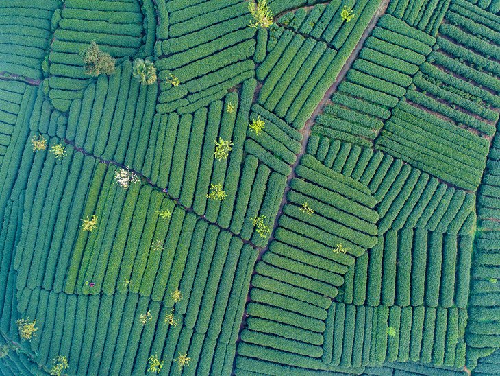 Aerial view of Mengdingshan Tea Plantation