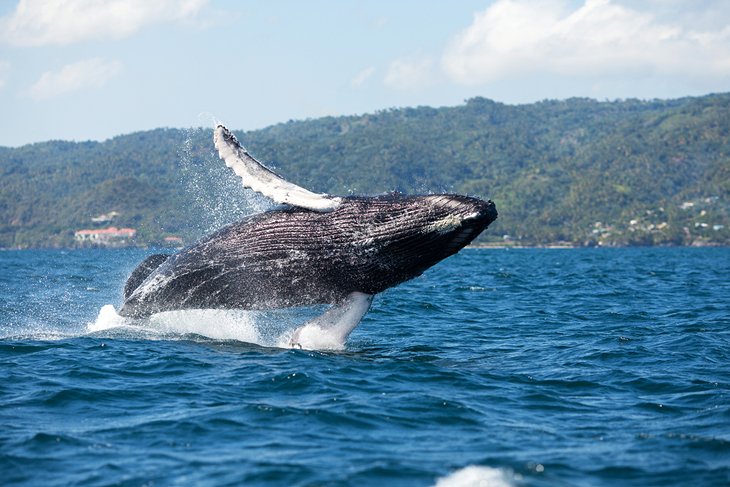 Humpback whale in Samaná Bay