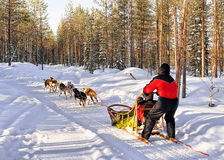 Dogsledding in Rovaniemi