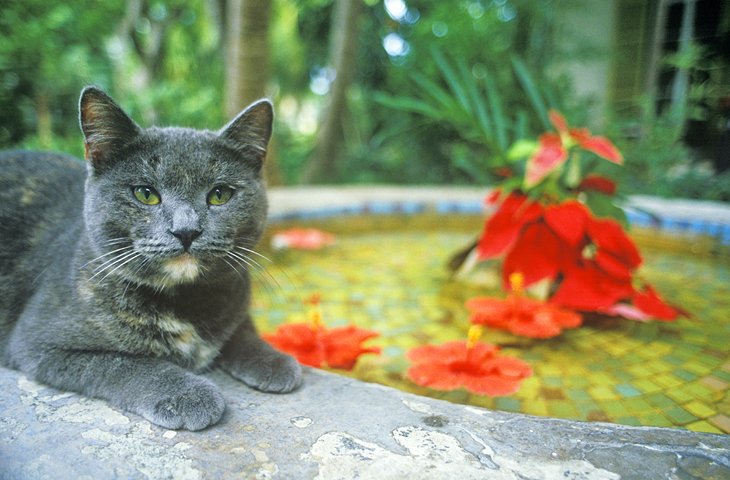 Resident cat in the gardens at the Ernest Hemingway Home and Museum