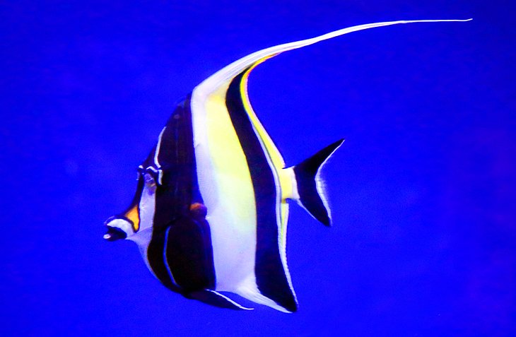 Angel Fish at the Maui Ocean Center