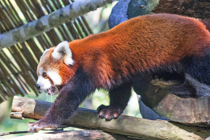 Red panda at Pistoia Zoo