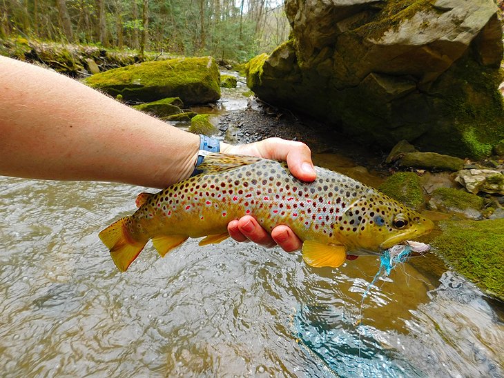 Wild brown trout in Pennsylvania