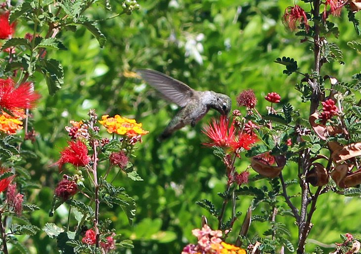 Hummingbird at the Desert Botanical Garden
