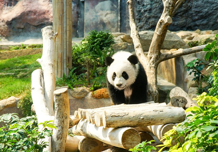 Giant Panda Pavilion