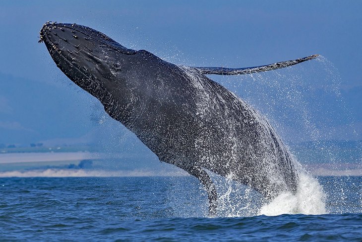 A humpback whale breaches in Monterey Bay