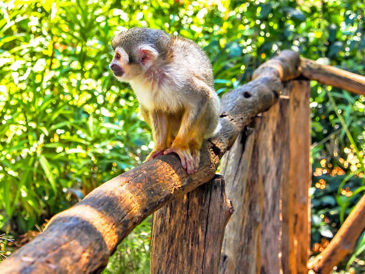 Dominican squirrel monkey