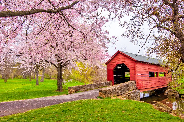 Cherry blossoms over a covered bridge