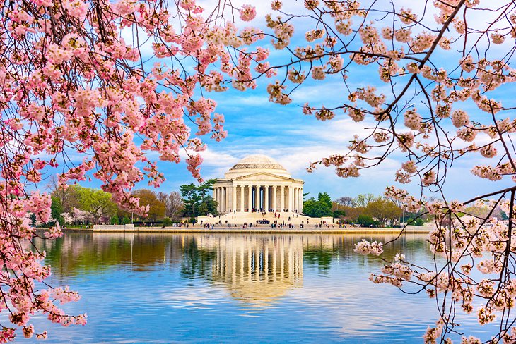 Jefferson Memorial with spring cherry blossoms
