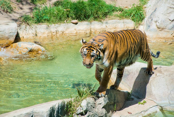A Bengal tiger at the Los Angeles Zoo