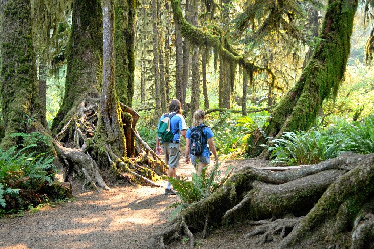 Hikers in the Hoh Rain Forest at Olympic National Park
