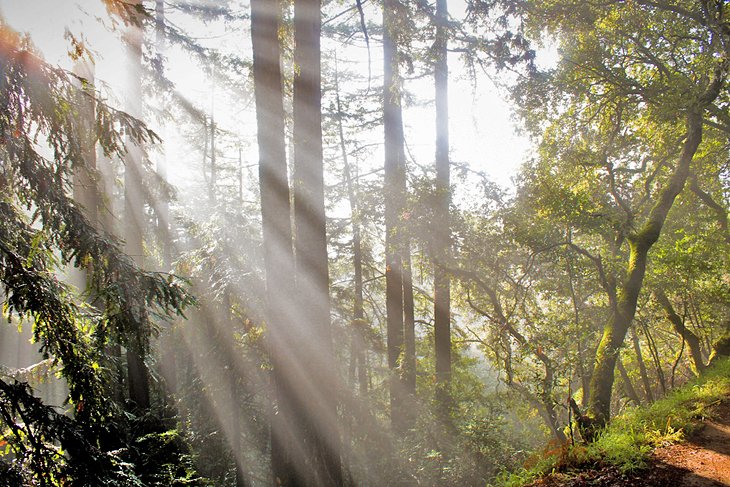 Sunlight streaming through redwood trees in Reinhardt Redwood Regional Park