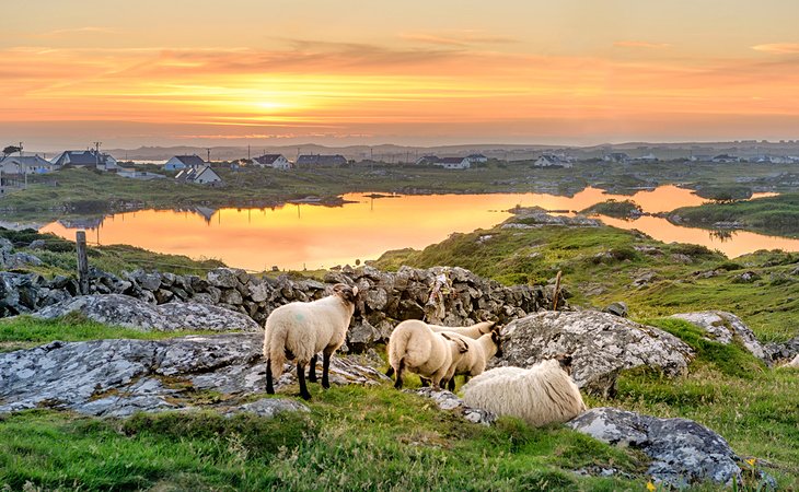 Sheep at sunset near Connemara