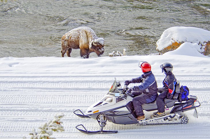 Snowmobilers watching a bison in Yellowstone National Park