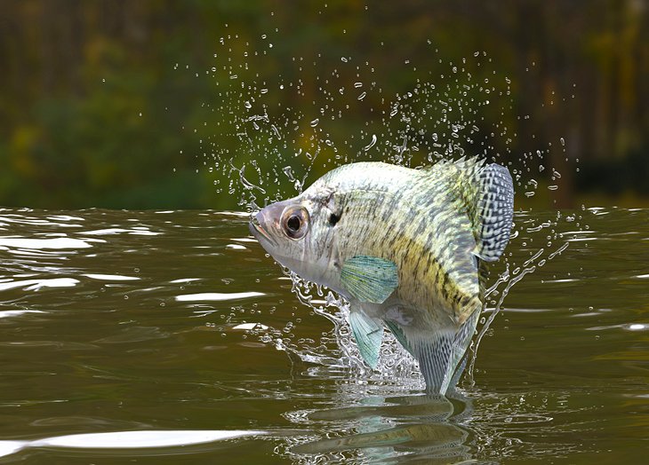 A crappie jumping