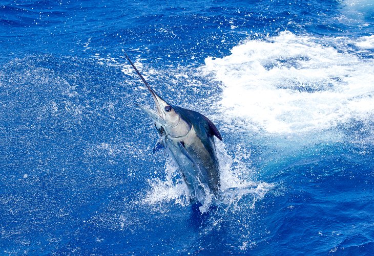 A leaping blue marlin
