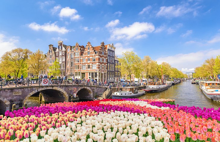 Spring tulips along an Amsterdam canal