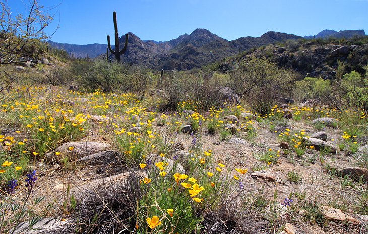 Catalina State Park