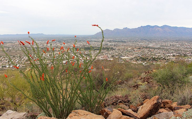 View from Tumamoc Hill