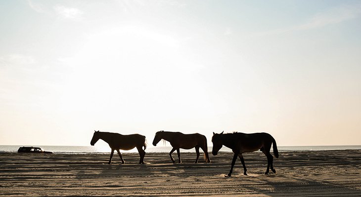 Wild horses on Carova Beach