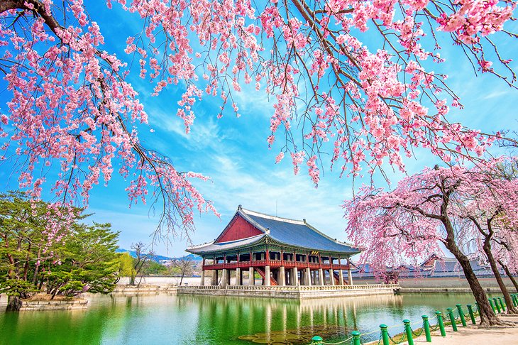 Gyeongbokgung Palace with cherry blossoms