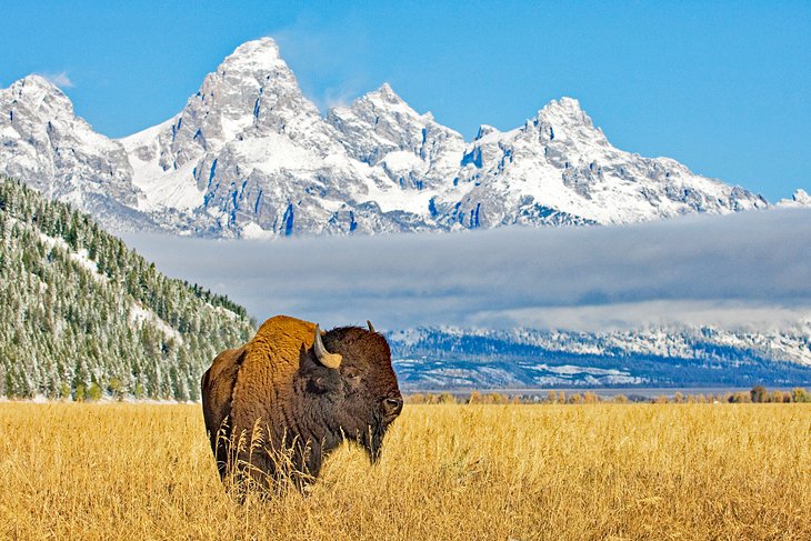 A bison in front of the Grand Tetons