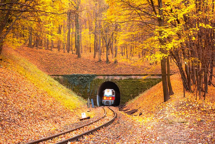 Train traveling through the Hungarian woods in the fall