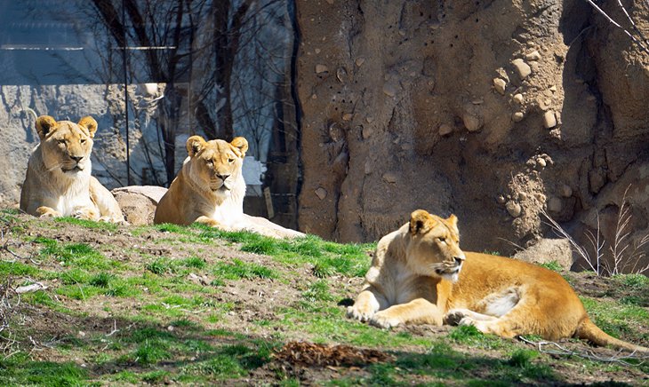 Lions at Hogle Zoo