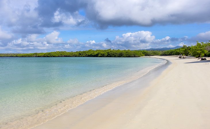 Beautiful Sandy Beach of Tortuga Bay in Santa Cruz, Galapagos Islands