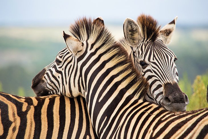 Zebras at the Gondwana Private Game Reserve