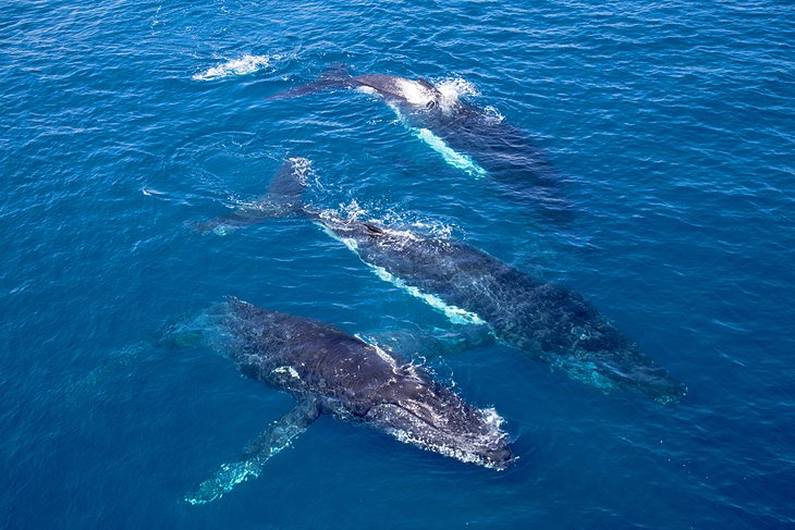 Humpback whales off Broome