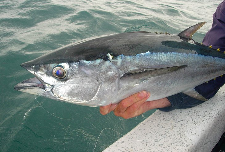 Longtail tuna caught off Weipa, Cape York