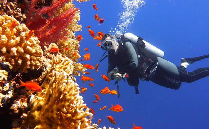 Diver viewing colorful fish and coral on the Great Barrier Reef