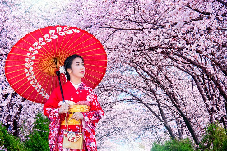 Japanese woman under the cherry blossoms in Kyoto