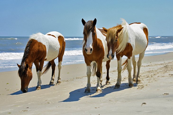 The wild horses of Assateague Island roam freely along the beach