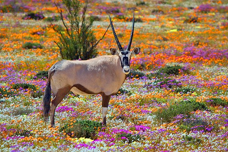 Oryx among wildflowers in Namaqualand