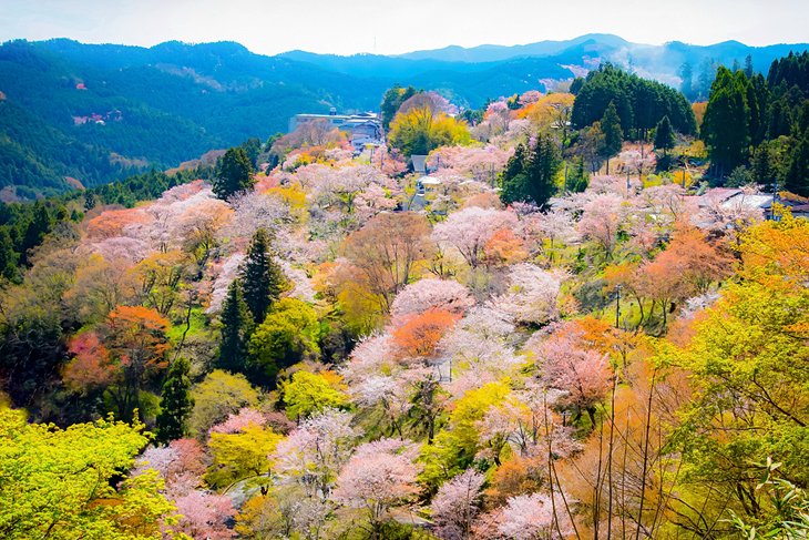 Sakura trees blooming on Mount Yoshino